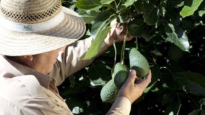 Bóp nhẹ tay giúp bạn cảm nhận chính xác độ mềm và độ chín của thịt bơ