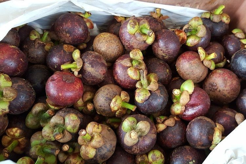 Các vết mủ vàng khô trên vỏ thường là dấu hiệu của quả bị sượng hoặc đắng bên trong.