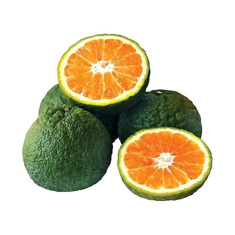 Cam tươi giúp giải khát và tăng cường sức đề kháng