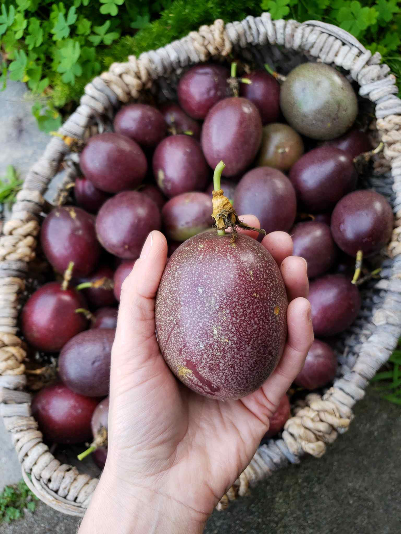 Chanh leo chín tự nhiên luôn tỏa ra mùi hương thanh khiết rất đặc trưng.