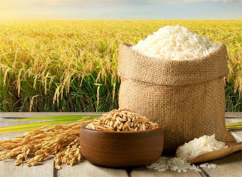 Chọn gạo theo đúng nhu cầu giúp tối ưu hóa hương vị bữa ăn