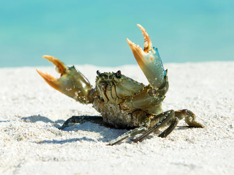 Cua có gai to, dài và cứng cáp thường mang lại chất lượng thịt tuyệt hảo.