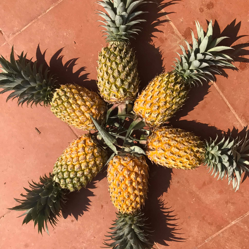 Dứa Cayenne quả to và ít xơ, cực kỳ tiện lợi để chế biến nước ép hoặc đóng hộp.