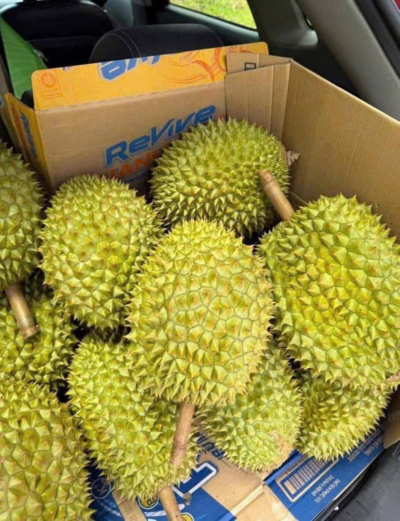 Giấy báo và thùng kín là cách ủ sầu riêng an toàn và hiệu quả nhất tại nhà.