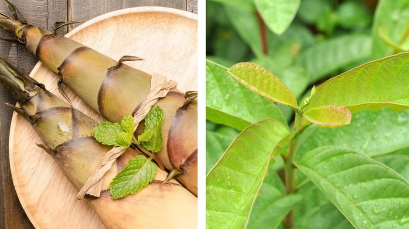 Luộc măng tươi cùng lá ổi giúp khử đắng nhanh, giữ độ giòn của măng