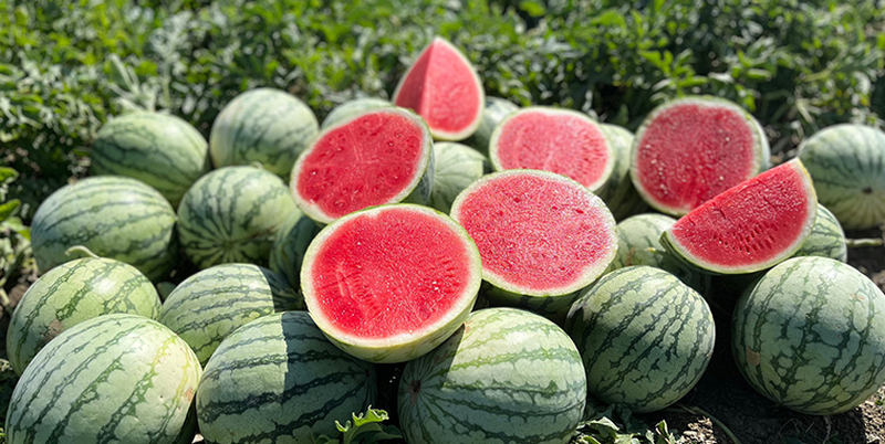 Mỗi loại dưa hấu đều có những đặc điểm riêng về hình dáng và hương vị.