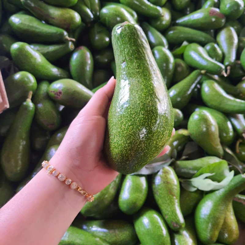 Quả bơ mềm tay và có cuống hơi vàng rất lý tưởng để thưởng thức ngay