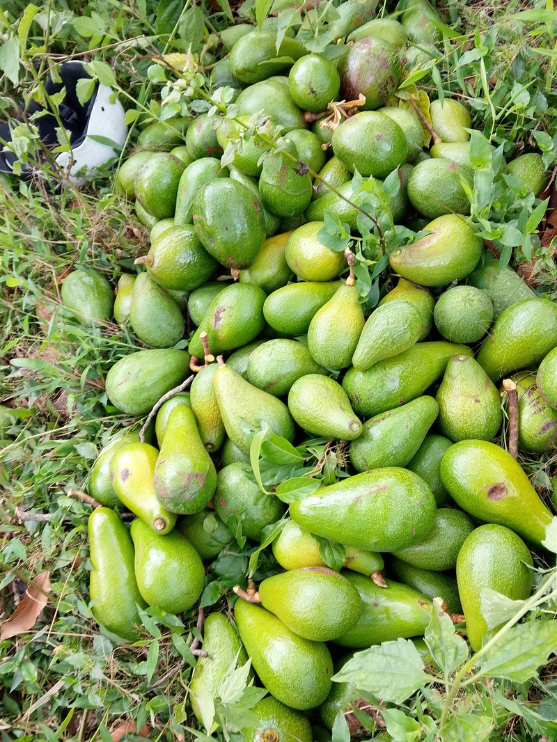 Quan sát màu sắc cuống và vỏ để chọn được quả bơ chín tới, không sượng.