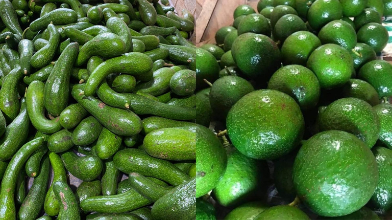 Sự khác biệt rõ rệt về hình dáng bên ngoài giữa bơ Booth (trái) và bơ 034 (phải).