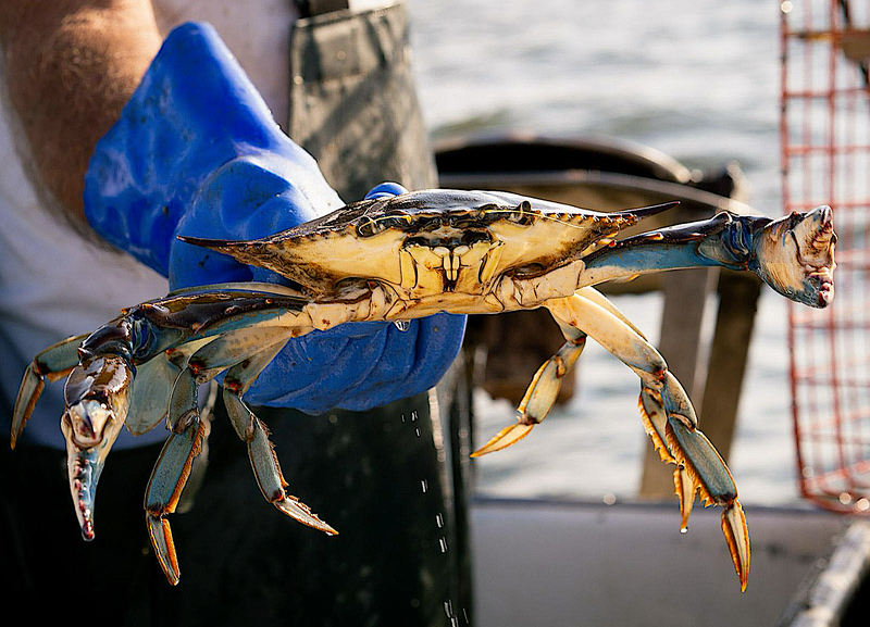 Trọng lượng nặng, đầm tay là yếu tố quyết định độ đặc ruột của hải sản.