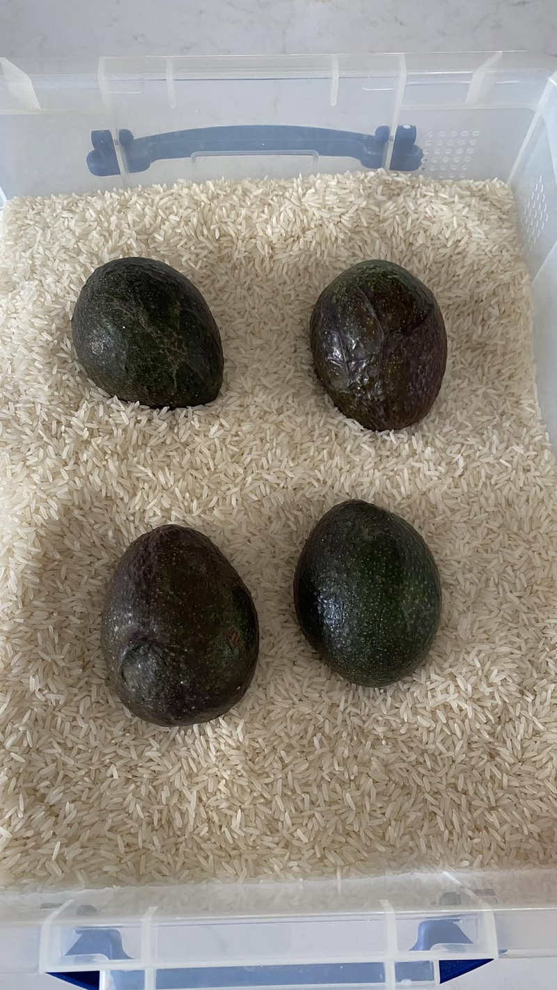 Vùi quả bơ vào thùng gạo giúp giữ kín khí ethylene để bơ chín nhanh