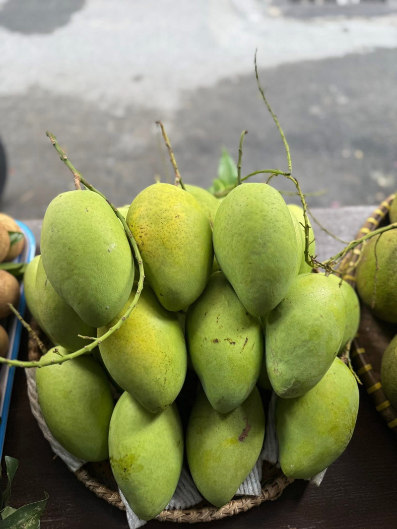 Xoài Cát Hòa Lộc luôn là lựa chọn hàng đầu nhờ độ ngọt lịm và thịt dẻo mịn không xơ.