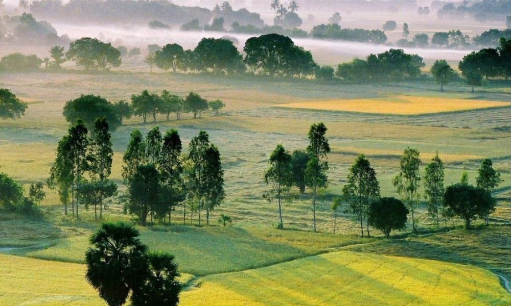 Toàn cảnh cánh đồng lúa và hàng cây thốt nốt trong sương sớm