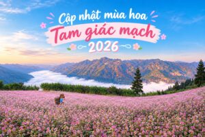 Check in mới nhất về mùa hoa Tam giác mạch Hà Giang 2026