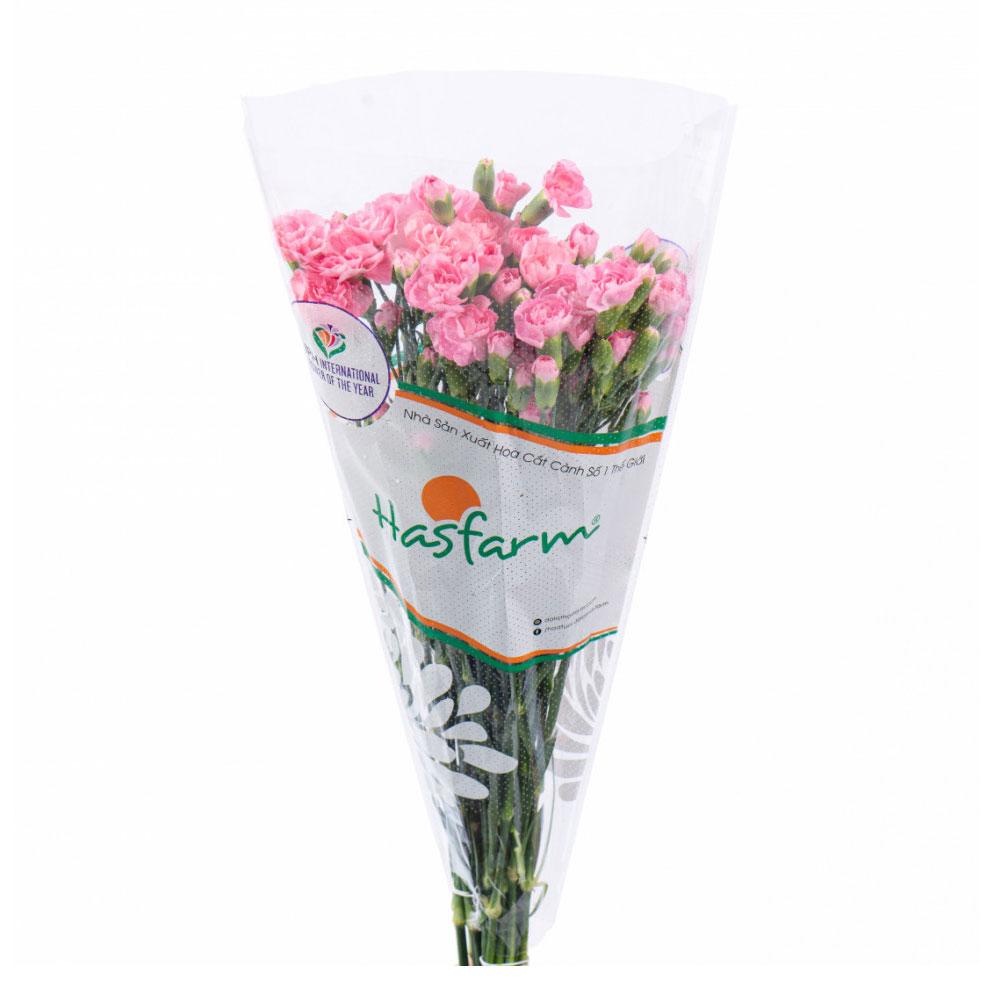 Hoa cẩm chướng đẹp chuẩn giống uy tín | Ý nghĩa màu hoa cẩm chướng