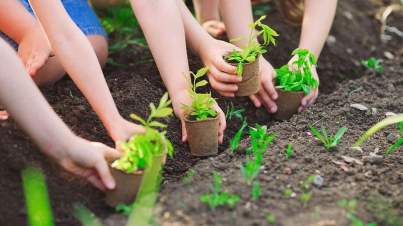 Cần tăng diện tích cây xanh để hấp thụ CO2 và sản xuất oxy cho Trái Đất