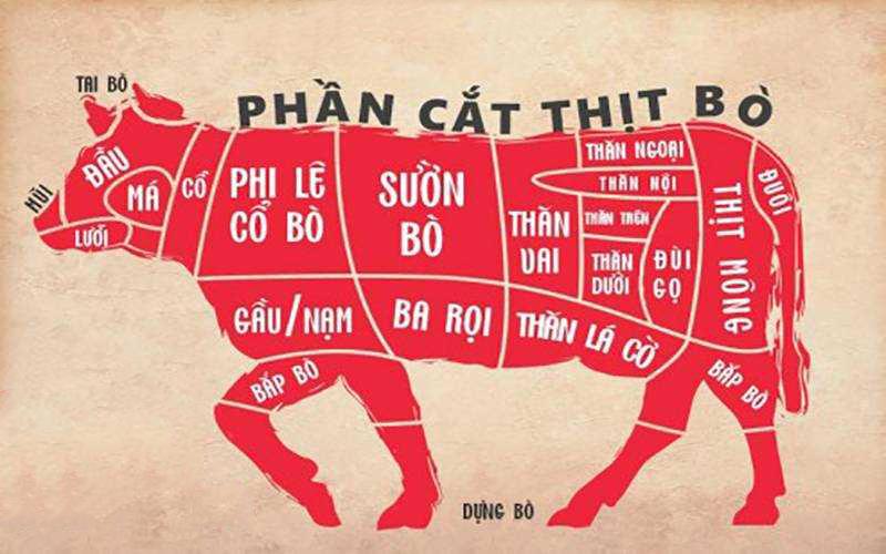 Cơ thể của bò được phân chia theo hướng dọc thành hai phần
