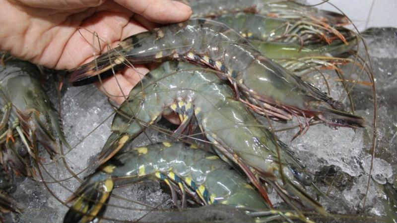 Chọn tôm tươi ngon giúp món ăn trở nên ngon hơn