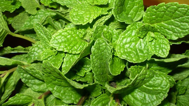 Húng quế là phương pháp tự nhiên để đuổi muỗi