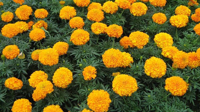 Cúc Vạn Thọ là biện pháp an toàn và hiệu quả để đuổi muỗi