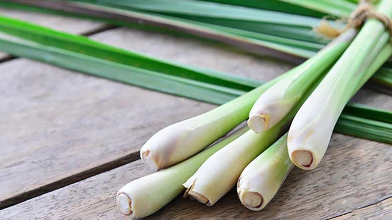 Cây sả là một phương pháp đơn giản nhưng hiệu quả để chống muỗi