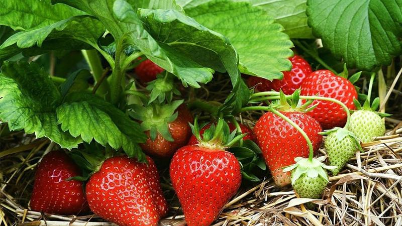 Dâu tây là một loại trái cây giàu vitamin C và chất xơ