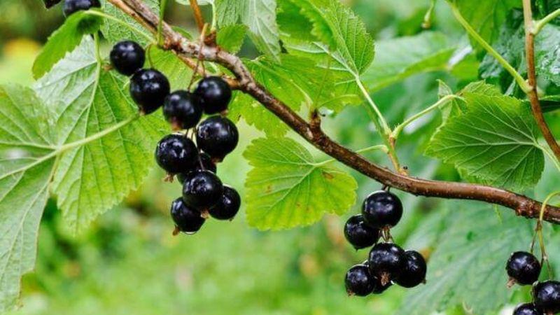 Quả lý đen giàu chất chống oxy hóa, kali và các flavonoid