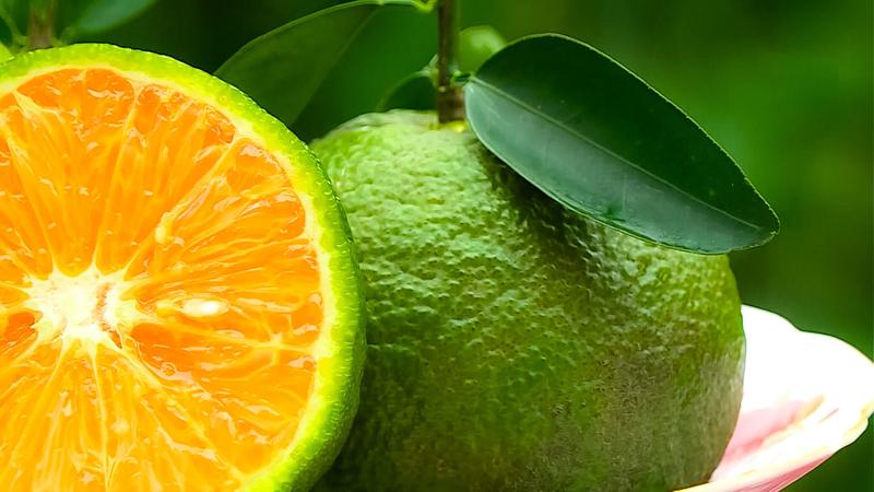 Quả cam có khả năng hỗ trợ hệ miễn dịch và giảm nguy cơ mắc ung thư