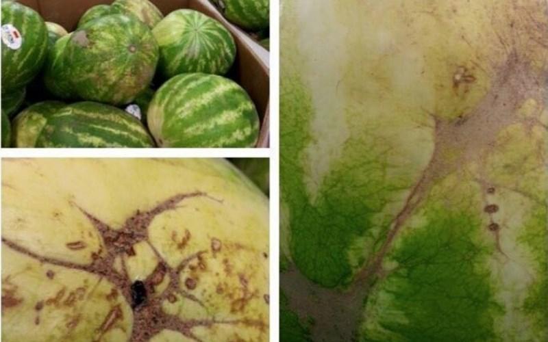 Vết ong châm xuất hiện,trái dưa hấu có thể trở nên ngọt hơn và ngon hơn.