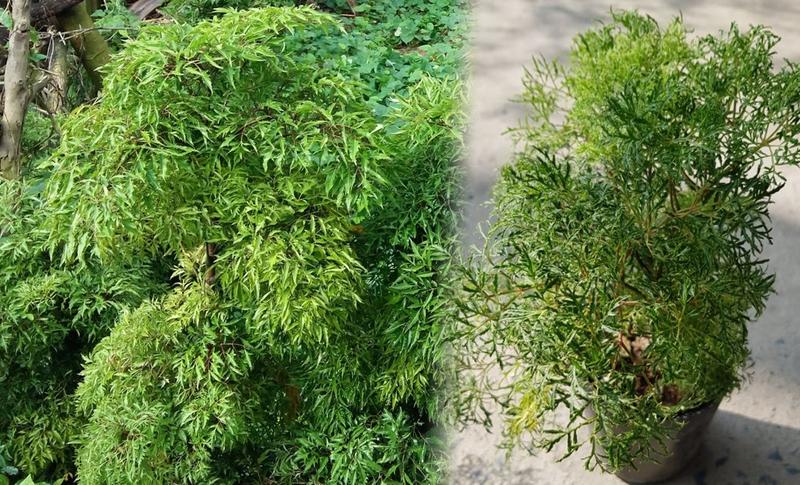 Tiểu đường có uống được lá đinh lăng không?