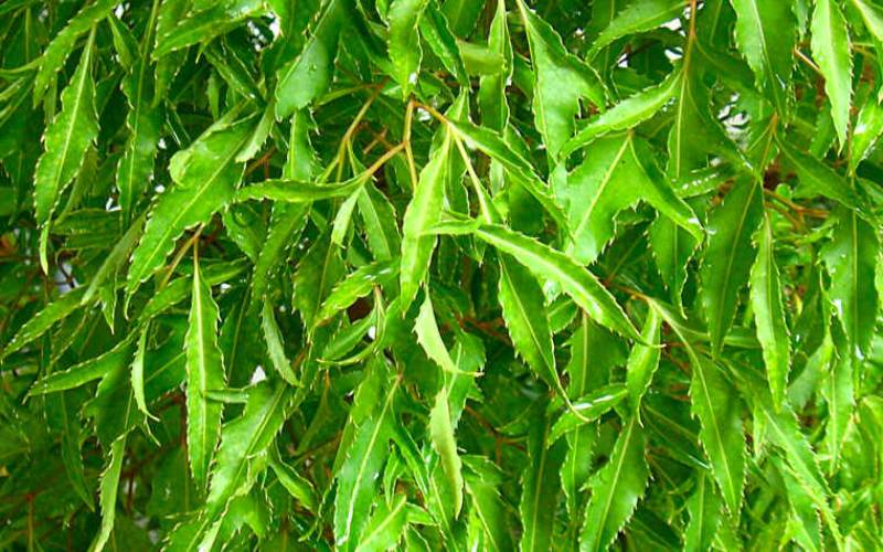 Đinh lăng có nhiều ứng dụng trong lĩnh vực Y học Cổ truyền