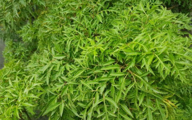 Tác dụng đáng ngờ của lá đinh lăng đối với sức khỏe