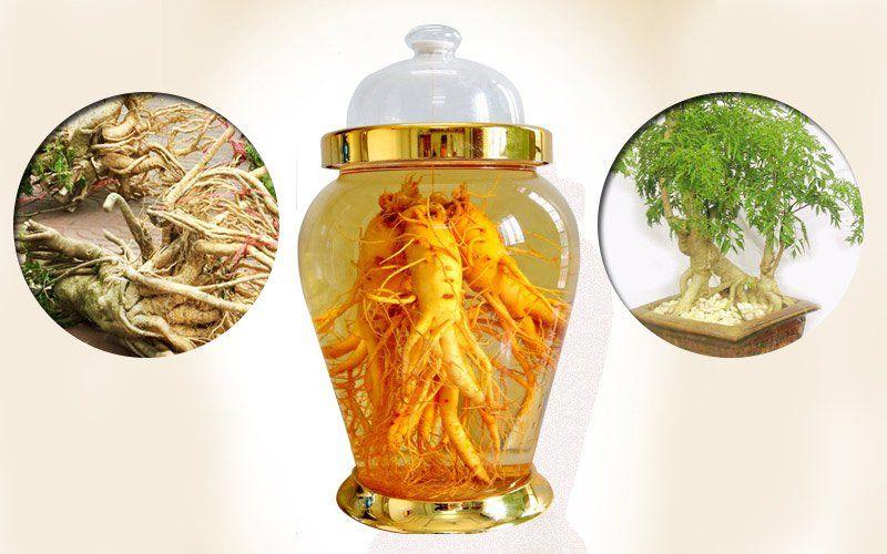 Đinh lăng không chỉ không gây tăng đường huyết mà còn giúp kiểm soát nó ổn định