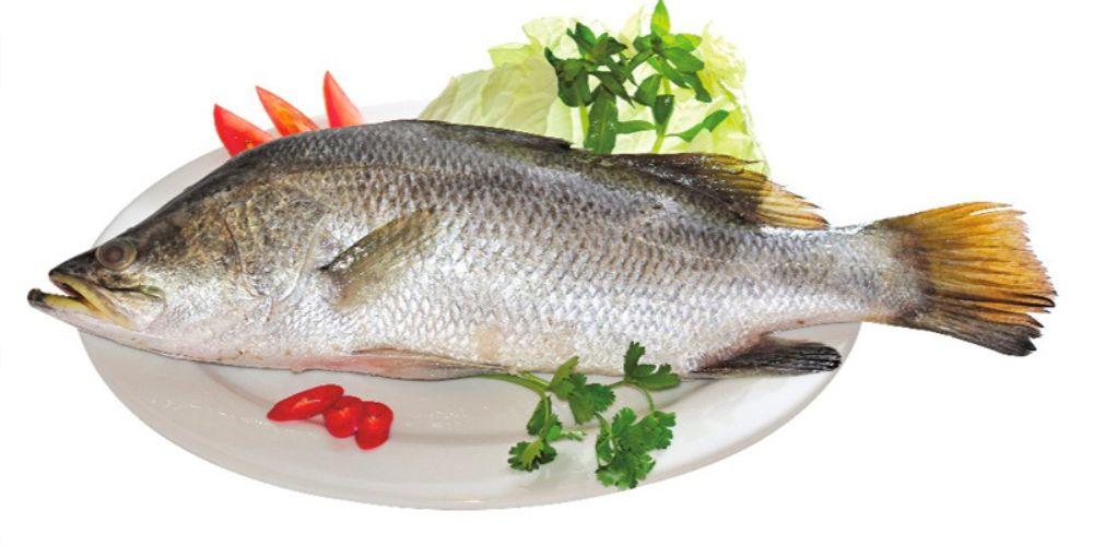 Ăn cá chẽm cung cấp đủ protein nhưng không tăng lượng photpho trong máu
