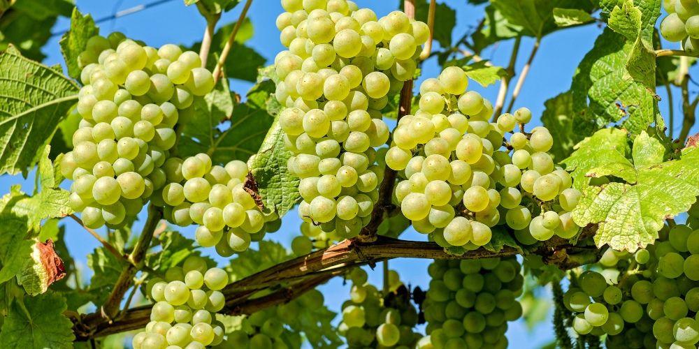 Nho chứa chất chống oxy hoá và chống viêm