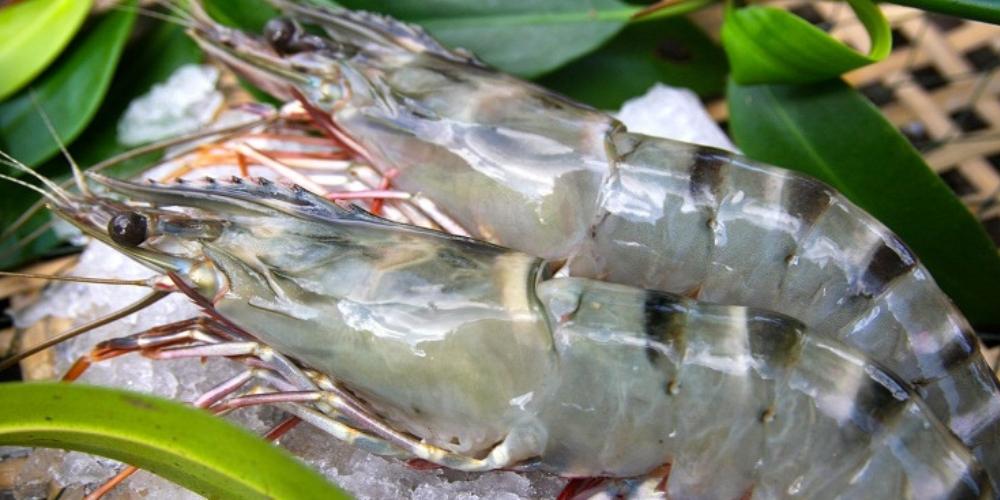 Tôm tươi dáng thẳng hoặc hơi cong