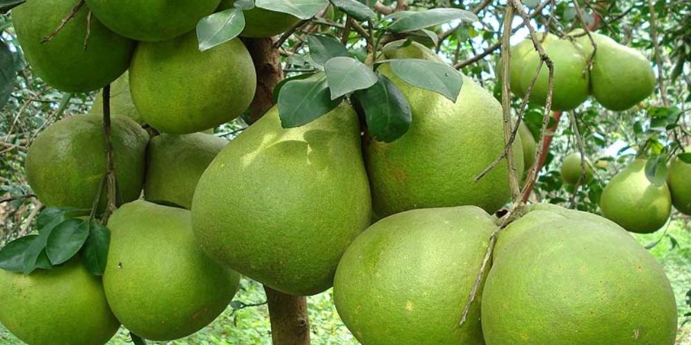 Nước bưởi ép tốt cho quá trình luyện tập thể hình
