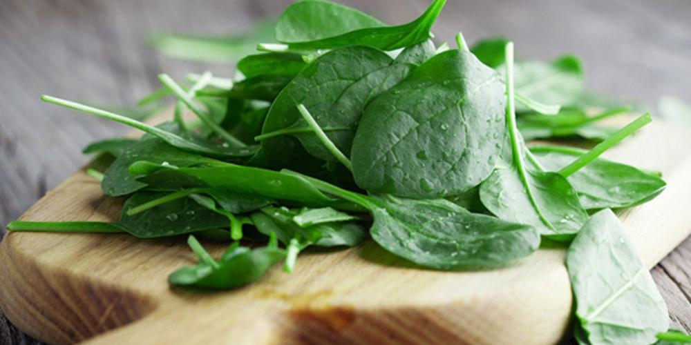 Rau mồng tơi chứa nhiều chất dinh dưỡng tốt cho sức khỏe