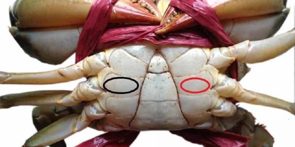 Thân cua cứng thì cua chắc thịt