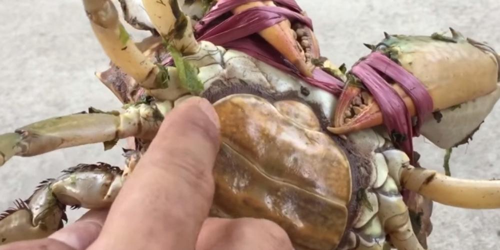 Kiểm tra gạch cua ở phần yếm cua