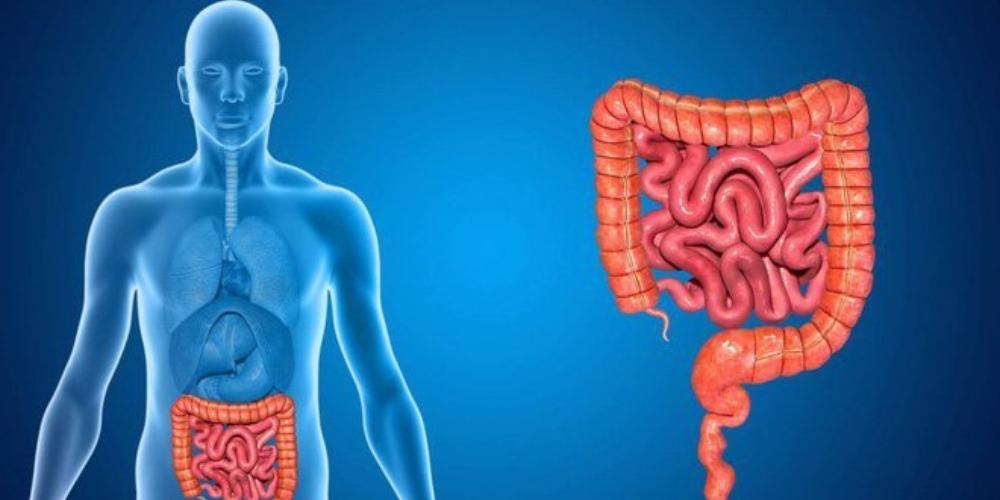 Đậu bắp có tác dụng tốt đối với hệ tiêu hoá