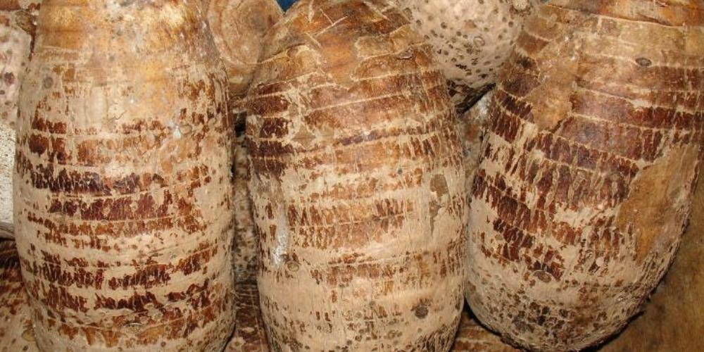 Cách chọn khoai môn ngon