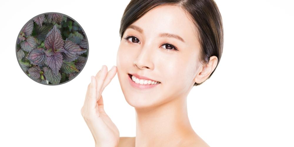 Tía tô có tác dụng làm đẹp da