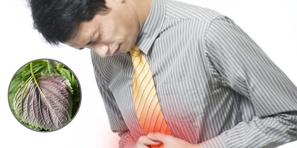 Tía tô hỗ trợ giảm đau dạ dày