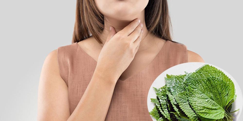 Tía tô có tác dụng điều trị ho