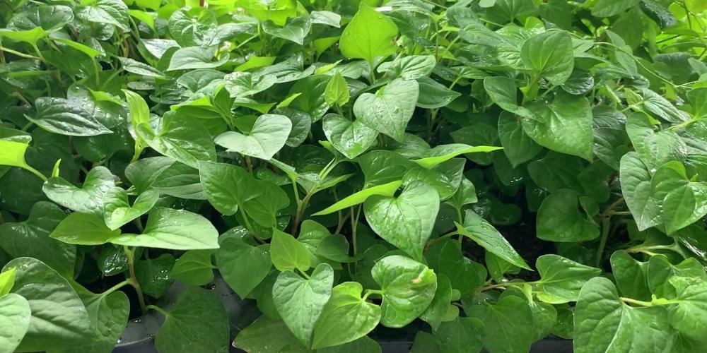 Rau diếp cá