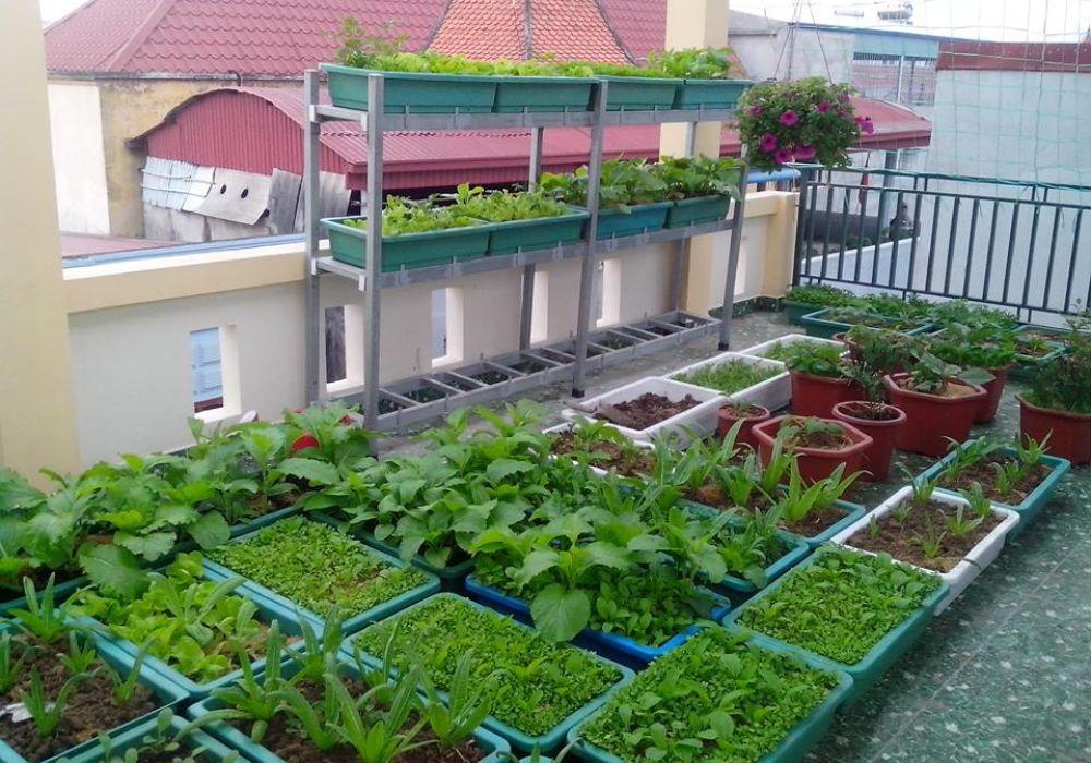 Ưu và nhược điểm của cách trồng rau sạch trong thùng xốp