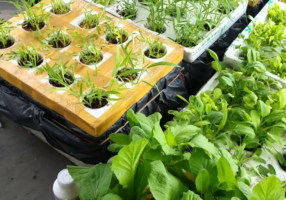 Bước 3: Chăm sóc rau trong thùng xốp