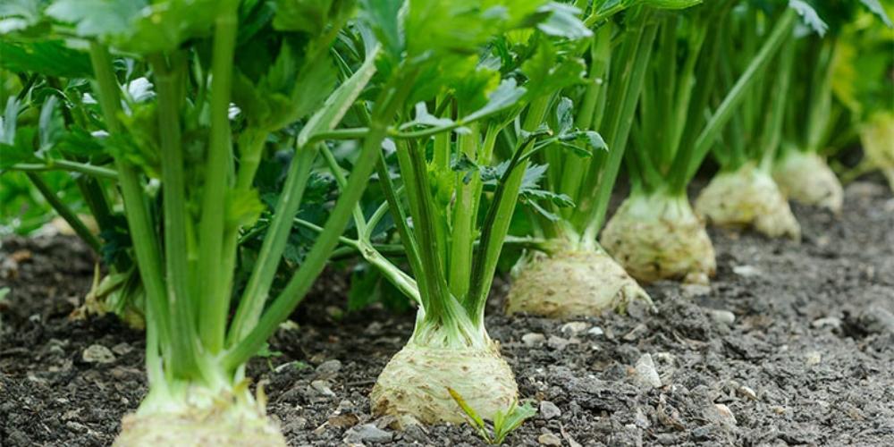 Cần tây ngăn ngừa hình thành sỏi