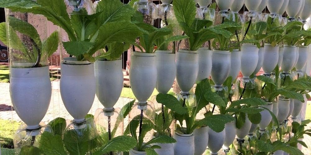 Chai nhựa trồng rau treo nối tiếp